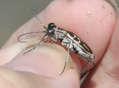 Eunota gabbii