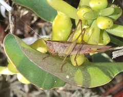 Conocephalus spinosus