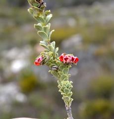 Hermannia trifoliata
