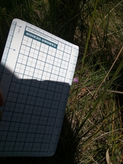 Thysanotus patersonii