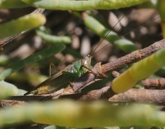 Conocephalus spinosus