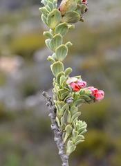 Hermannia trifoliata