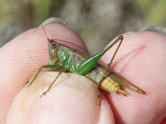 Conocephalus spinosus