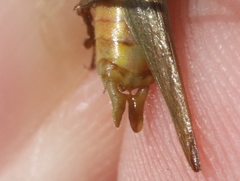 Conocephalus spinosus
