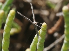 Agdistis americana
