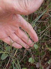 Lobelia flaccida flaccida