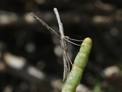 Agdistis americana