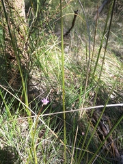 Thysanotus patersonii