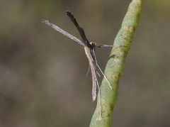 Agdistis americana