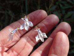 Lobelia flaccida flaccida