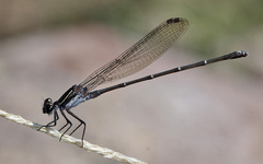 Argia tezpi