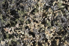 Atriplex watsonii