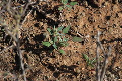 Chenopodium phillipsianum