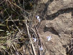 Lobelia flaccida flaccida