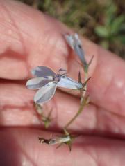 Lobelia flaccida flaccida