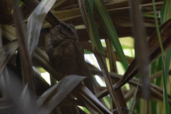 Otus lempiji
