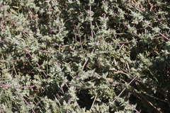 Atriplex watsonii