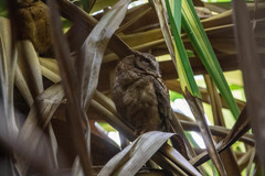 Otus lempiji