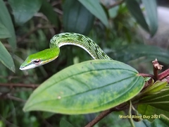 Ahaetulla mycterizans