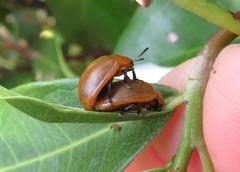 Plagiosterna nigritarsis