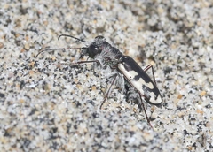 Cicindela latesignata