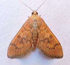 Psara dryalis