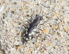 Cicindela latesignata