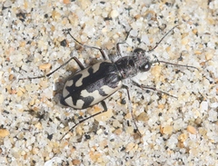 Cicindela latesignata