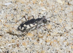 Cicindela latesignata