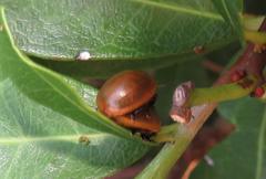 Plagiosterna nigritarsis