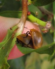 Plagiosterna nigritarsis