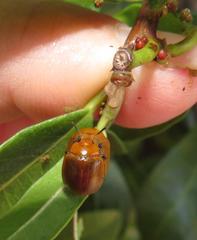 Plagiosterna nigritarsis