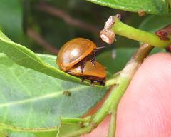 Plagiosterna nigritarsis