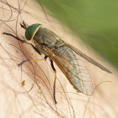 Tabanus nigrovittatus