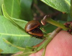 Plagiosterna nigritarsis