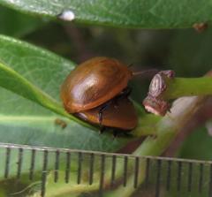 Plagiosterna nigritarsis