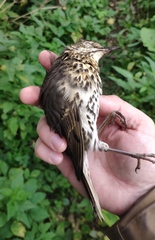 Turdus philomelos
