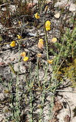 Lebeckia pauciflora