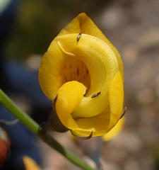 Lebeckia pauciflora
