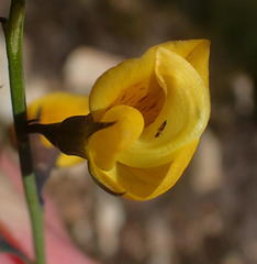Lebeckia pauciflora