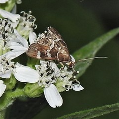 Hymenia