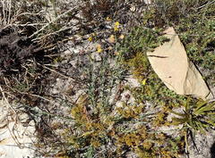 Lebeckia pauciflora