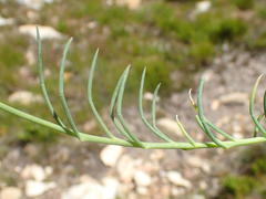 Lebeckia pauciflora