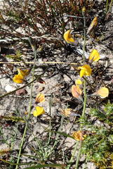 Lebeckia pauciflora