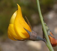 Lebeckia pauciflora