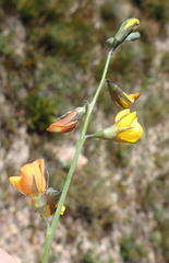 Lebeckia pauciflora