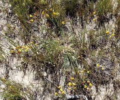 Lebeckia pauciflora