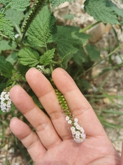 Heliotropium indicum