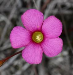 Oxalis confertifolia