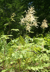 Aruncus sylvester sylvester